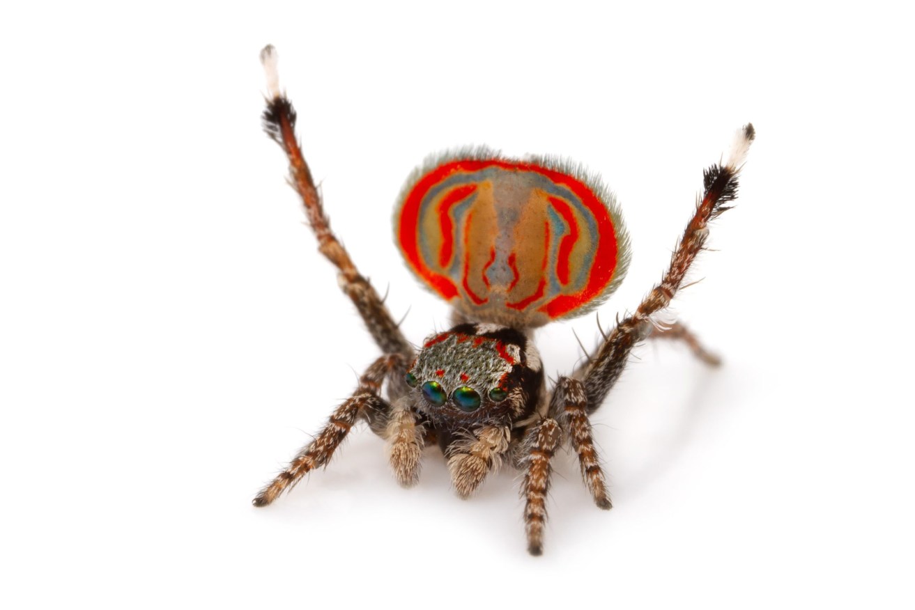 The Maratus elephants, otherwise known as the elephant peacock spider, is one of the specimens on display at Queensland Museum.  (Photo: Caitlin Henderson, Queensland Museum)