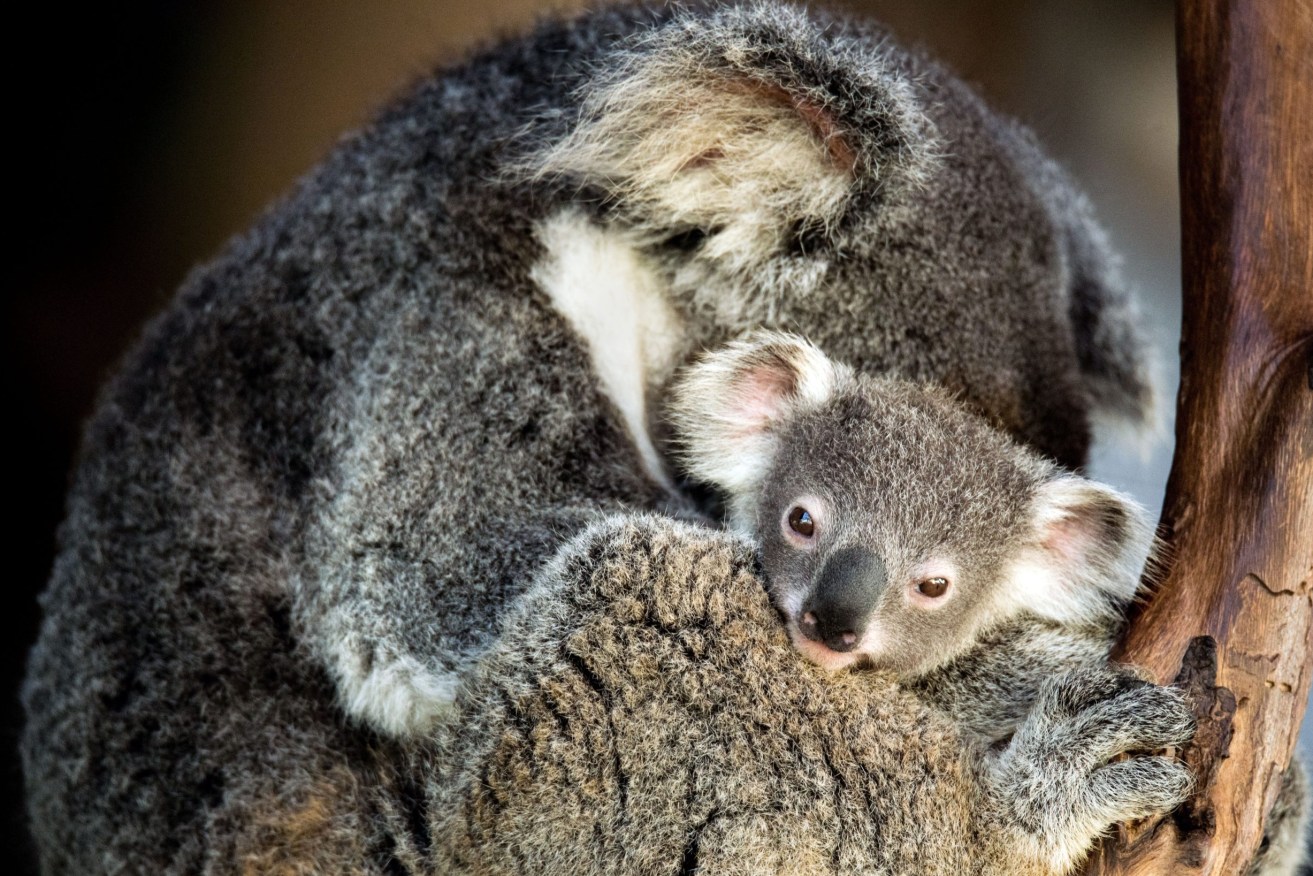 The federal Department of Environment has requested more information on a host of animals, including koalas, at the Olive Downs coking coal mine.