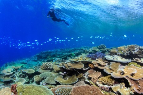 Coral recovers on Great Barrier Reef but outlook remains poor