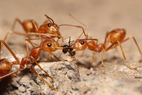Surf’s up: How fire ants ‘float on floodwaters’ to expand their territory