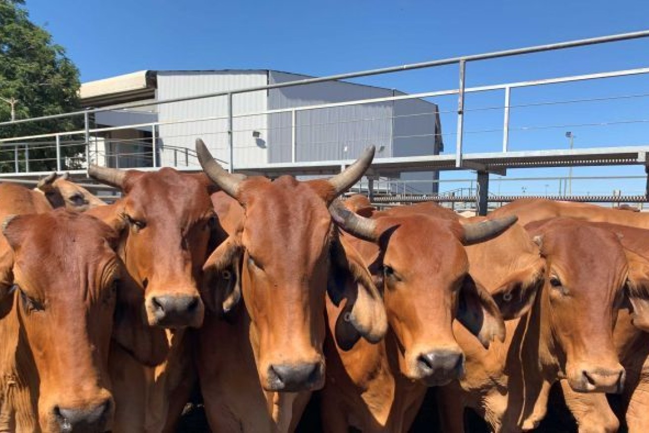 A pen of red brahman cattle at Charters Towers' Dalrymple saleyard, where sale records have been set recently. Photo: ABC