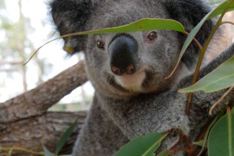 Drones brought in to help protect local koalas from wild dogs