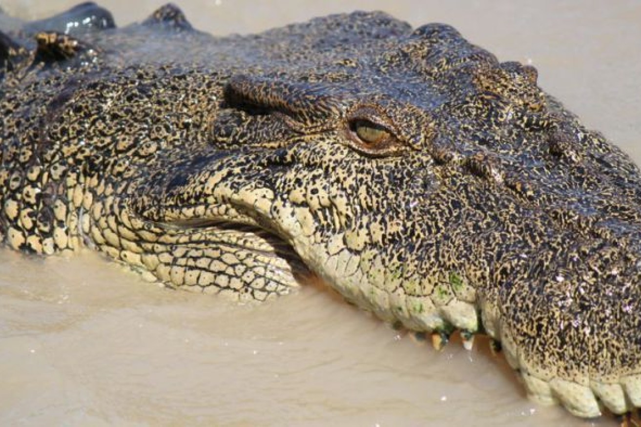 Crocodiles have changed their diet from fish to mammals, researchers have found.(Photo: ABC)