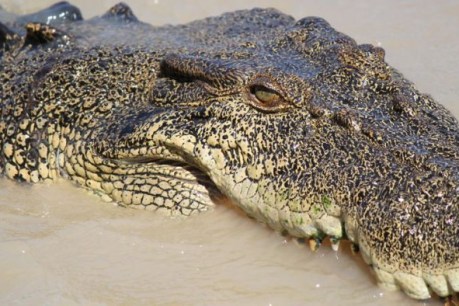 Tracking app snaps crocodile locations