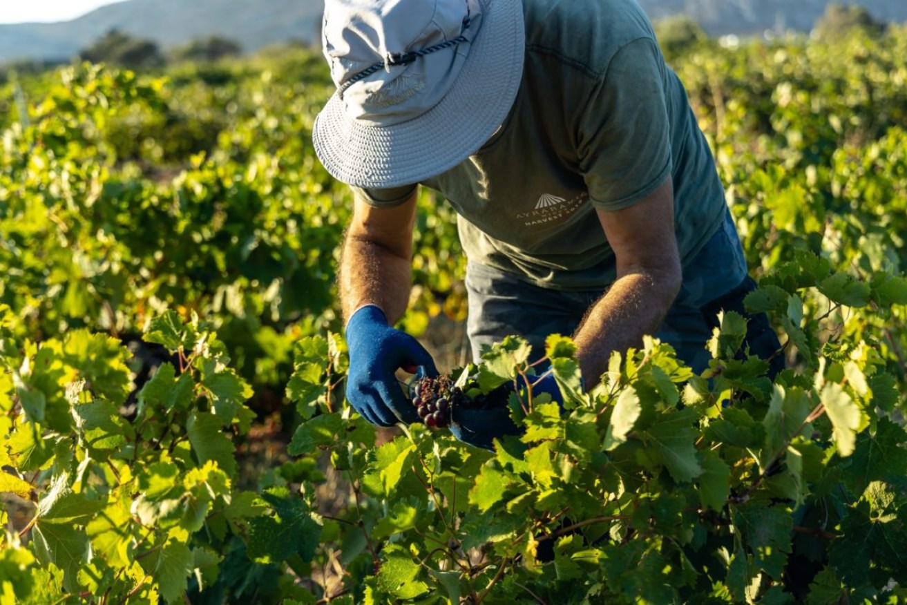 Harvest workers may be in short supply this season. (Photo: Lambros Lyrarakis on UnSplash)