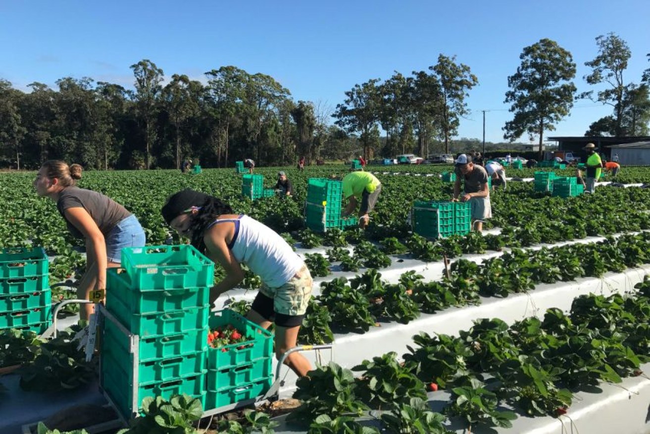 Backpackers and other migrant workers provide much of Australia's seasonal farm labour. (Photo: ABC Rural: Jennifer Nichols)