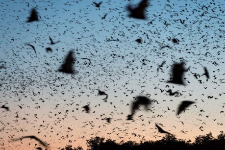 Deadly bat-borne disease fears as lyssavirus case confirmed in Cairns