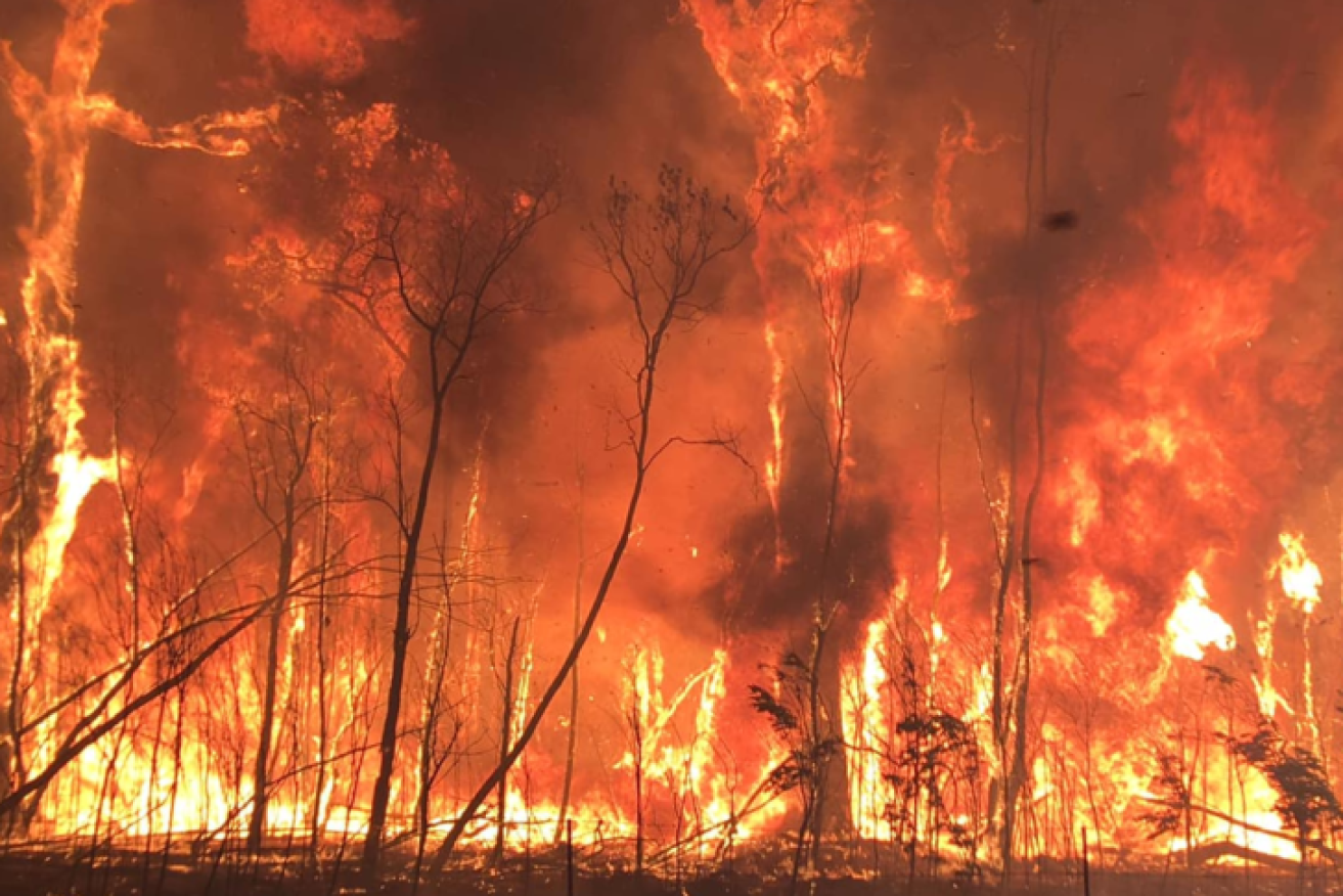 Tje Australian environment is bouncing back after some of the most difficult years on record, including last year's devastating bushfires. (AAP photo)