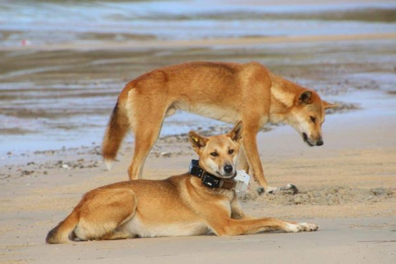 Two dingoes on the beach at Fraser Island-K'gari last year, with one wearing a GPS tracking collar. Photo: ABC