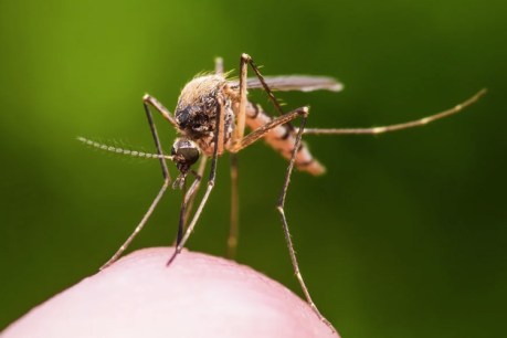 Queensland researchers find key to taking sting out of mozzies