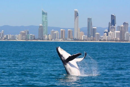 Even migrating whales think the Gold Coast is perfect party town