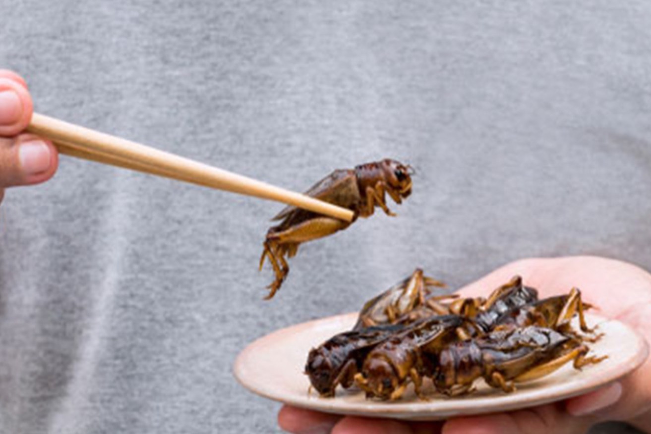 The CSIRO is laying out a roadmap for Australia to cash in on the edible insects industry
