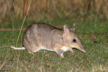 How a Bandicoot named Bruce helped teens come to terms with climate anxiety