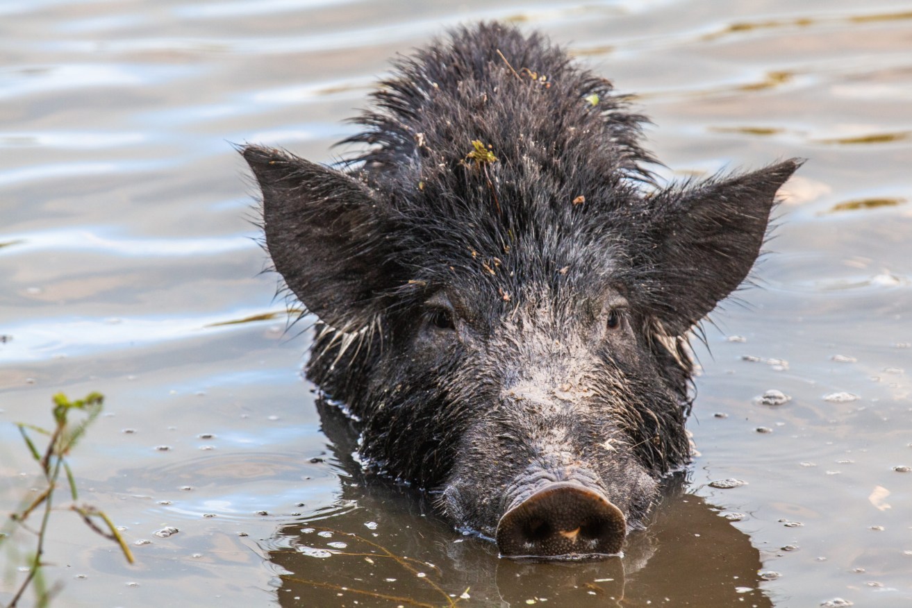 Feral pigs have a major impact on our greenhouse gas emissions. (Photo: Australian Wildlife Conservancy)