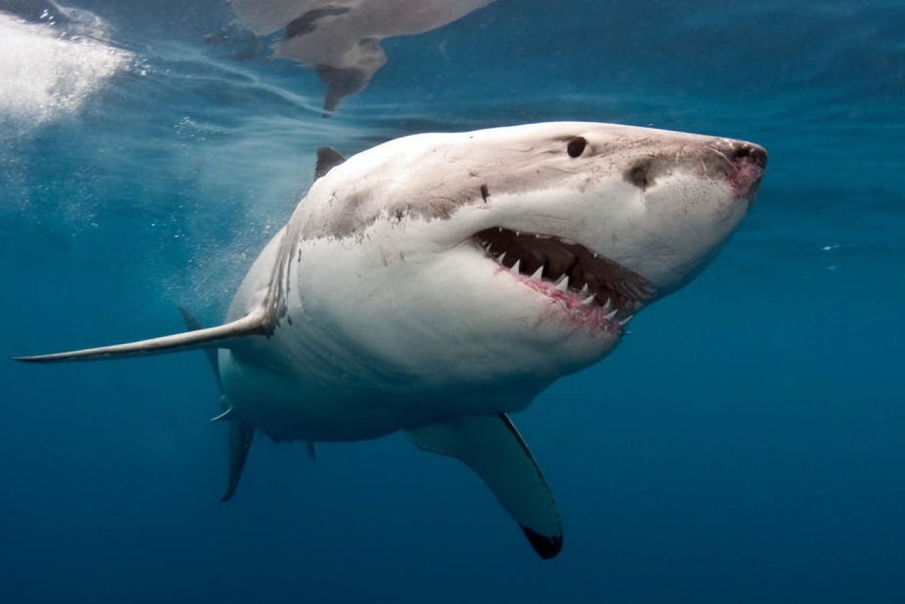 Researchers have finally solved the mystery of whether sharks sleep. (File image)