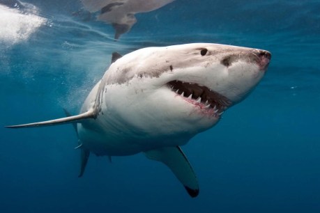 No bandage, no problem – new first aid method for treating shark attack victims