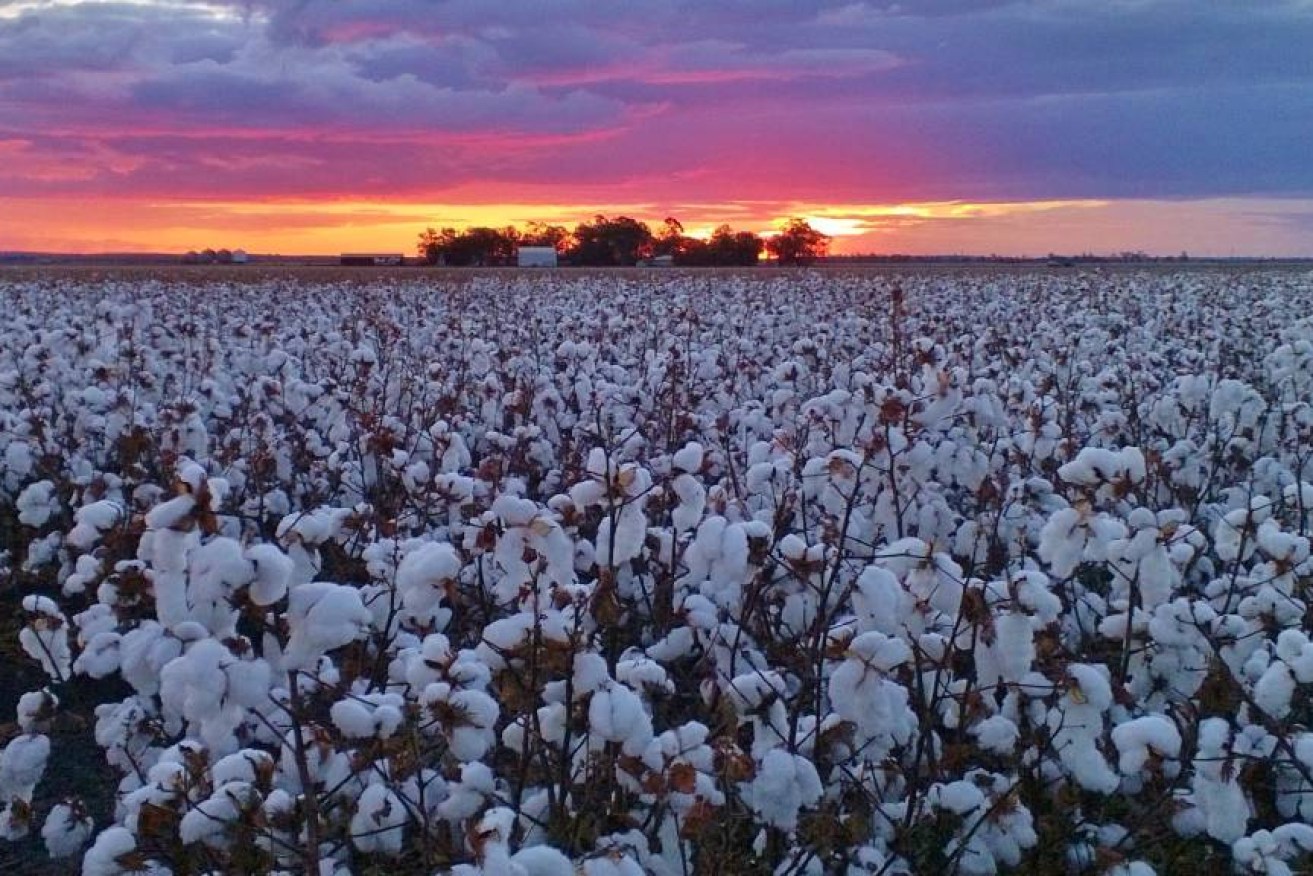 Cotton values jumped by 481 per cent last financial year, according to the ABS. (Photo: Supplied)