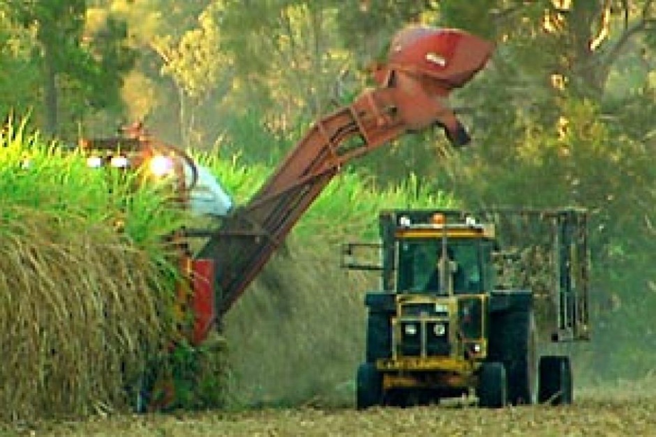 A world trade body has sided with Australia over India in a dispute over sugar subsidies (Photo: ABC)/