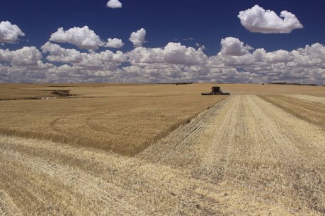 Flour power: Aussie scientists discover gene to help grow better wheat