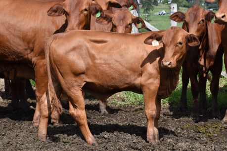 Calf strain: How rebounding cattle numbers spell good news for shoppers