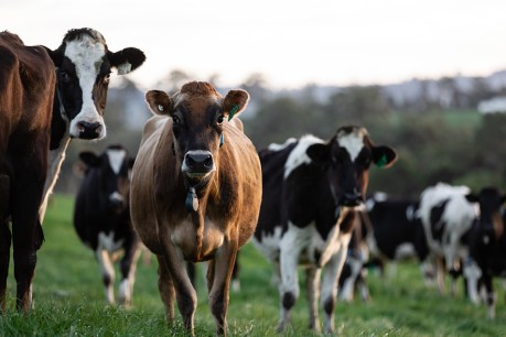 Why testing pregnant cows could shield Australia from a deadly invasion