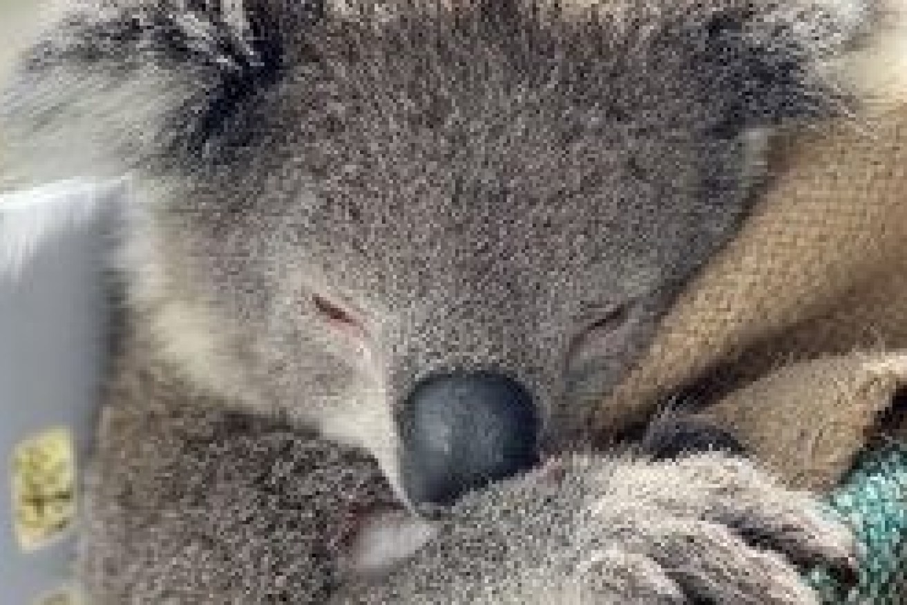 University of Queensland researchers have discovered an "AIDS-like" virus causing increased infection in koalas (Photo: Tara Gatehouse, UQ).