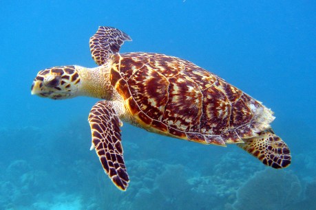 Turtle-y bogus: Sea creatures not the crack navigators we thought they were