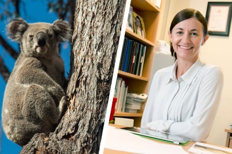 Griffith project ensures we are not leaving koalas’ futures to chance