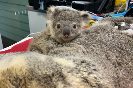 Ten healthy joeys are proof that vaccines are good for koalas, too